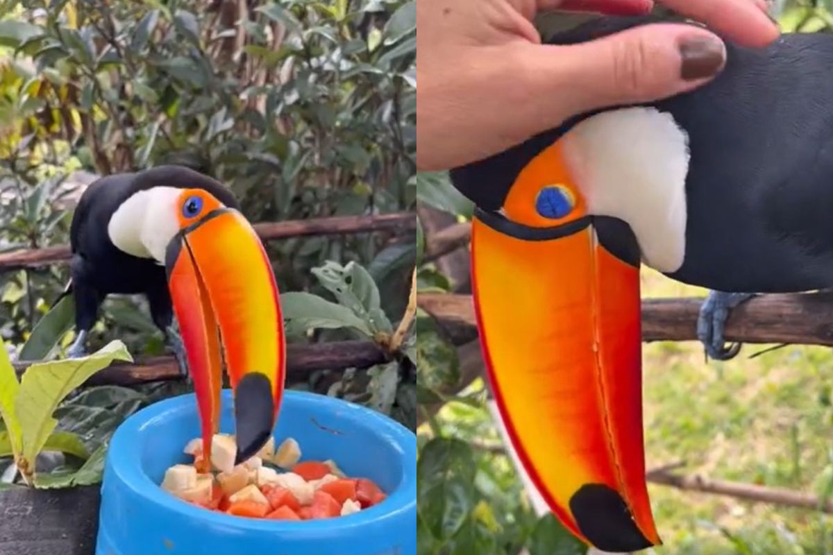 Conheça o Projeto Brisa, iniciativa que resgatou tucano de cativeiro. Vídeo
