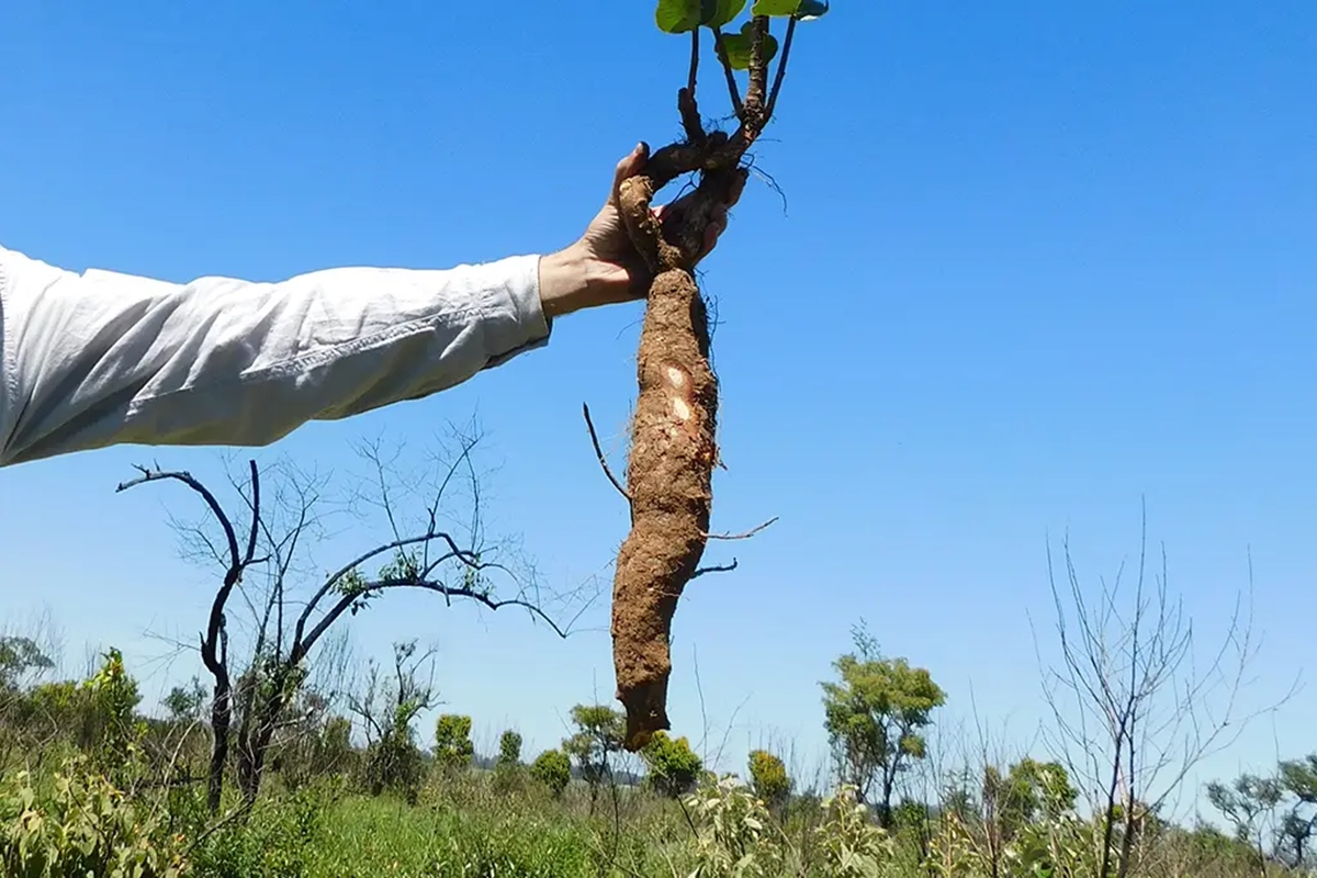 Estudo encontra plantas rasteiras com mais de 100 anos no Cerrado
