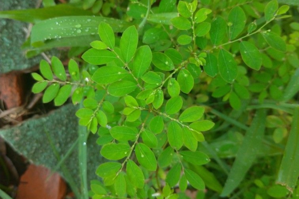 Quebra-pedra: conheça a planta que ajuda a tratar pedras nos rins