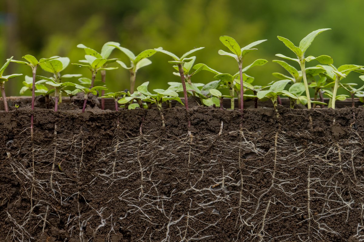 Estas plantas não precisam de sol e vivem bem longe de janelas em casa