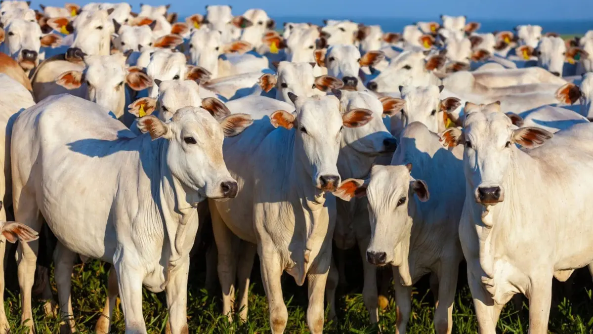 Decisão sobre ICMS pode desestimular envio de gado do Acre para outros estados
