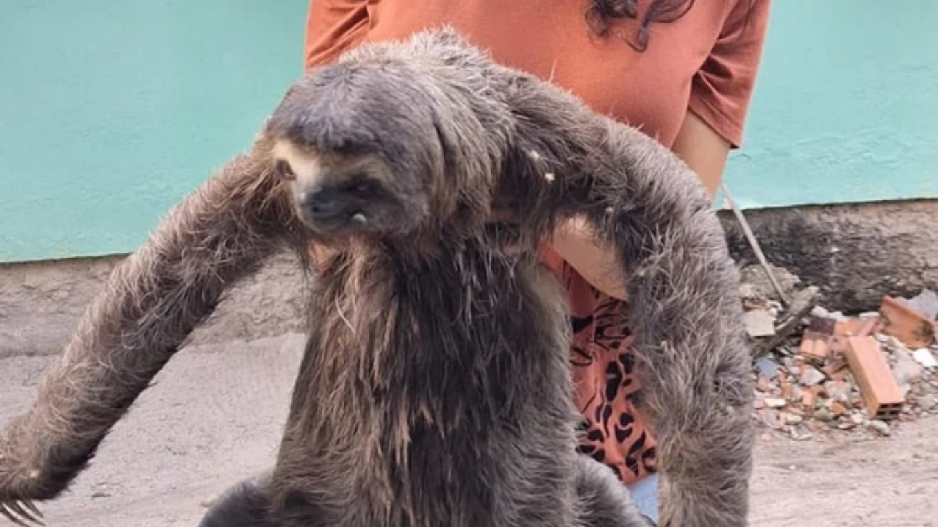 Visita inusitada: bicho-preguiça é encontrado em faculdade