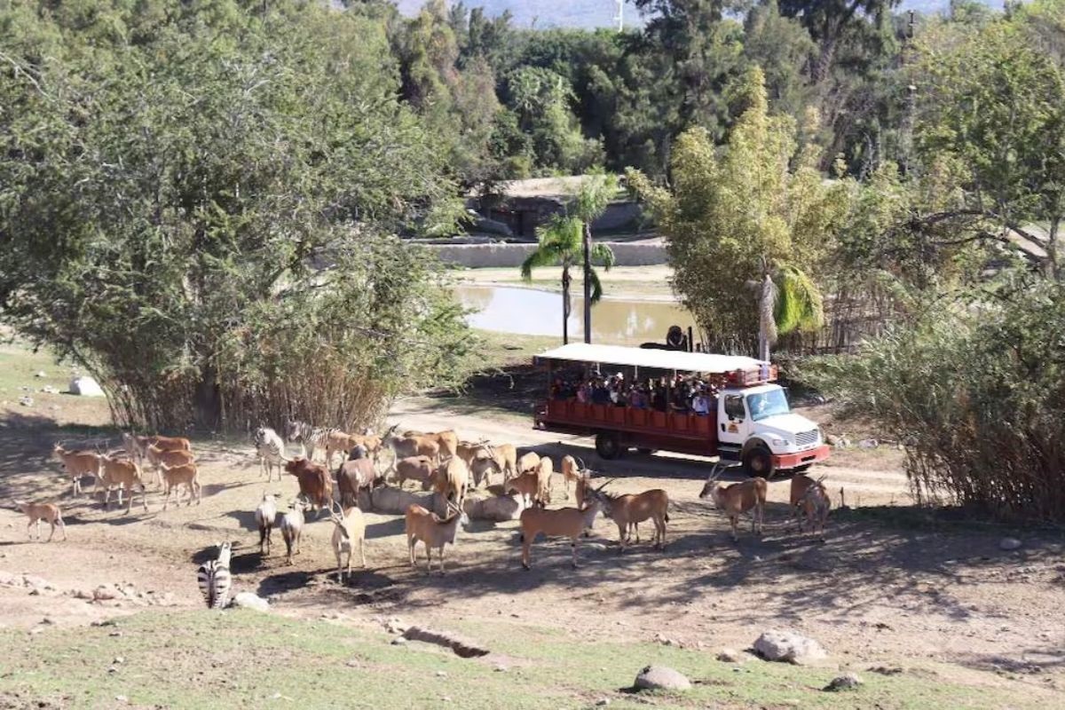 México: turistas passam noite em zoo durante onda de violência