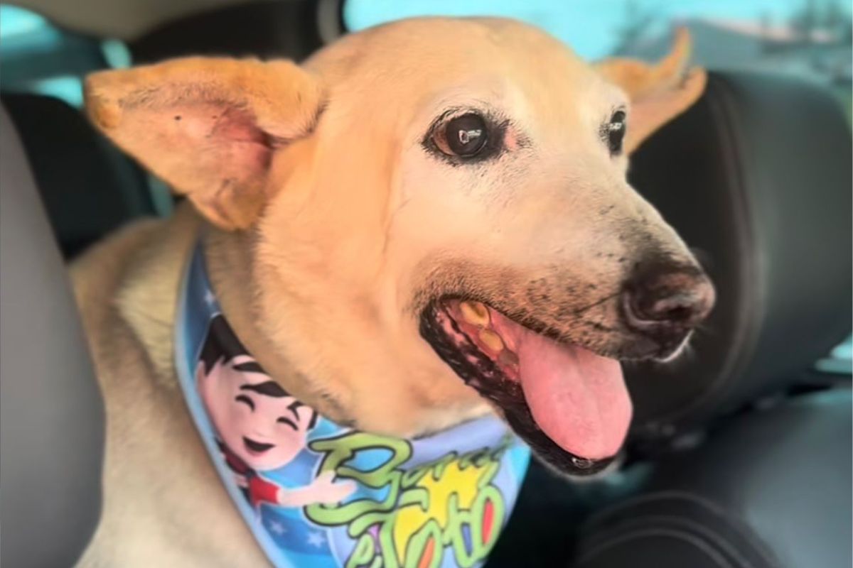 Vô Davi, cachorro de 22 anos, é adotado e emociona o país