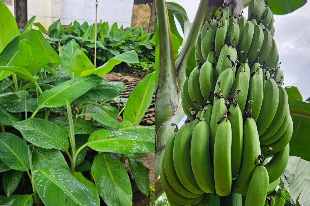 Nova espécie de banana brasileira é mais doce e tem sabor mais intenso