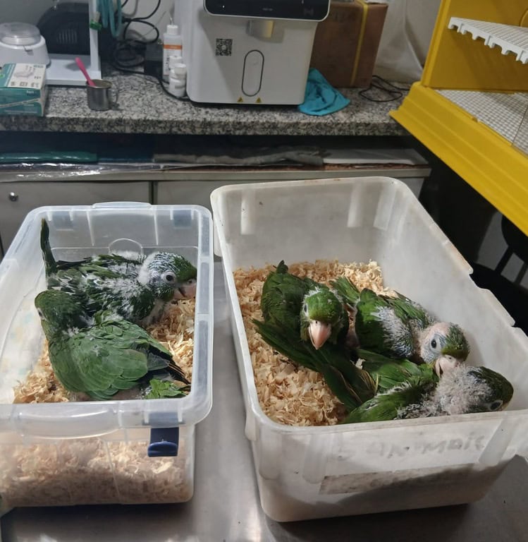 Periquitões-maracanãs são preparados para voltar à natureza no Acre