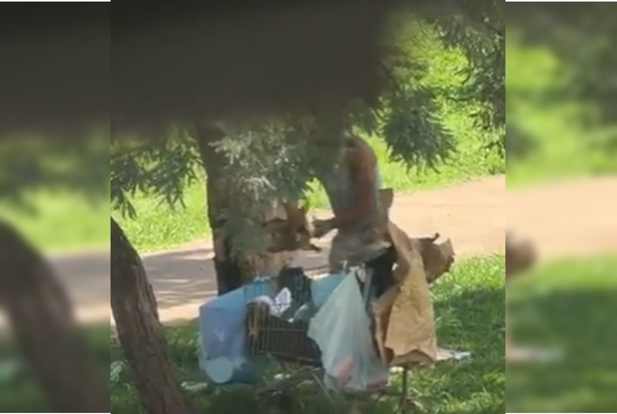 Homem é preso após arremessar cão dentro de carrinho de compras no DF. Veja vídeo